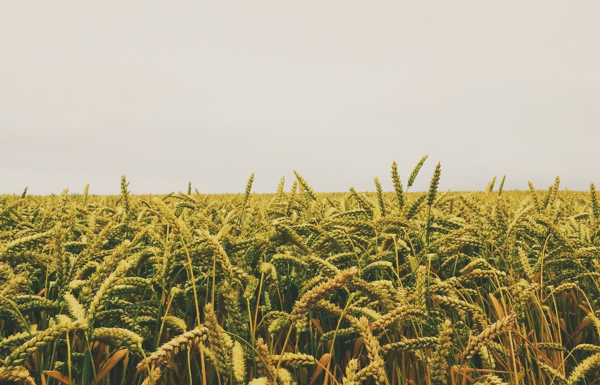 Юрист по земельным спорам в Бахчисарае. Услуги земельного юриста.